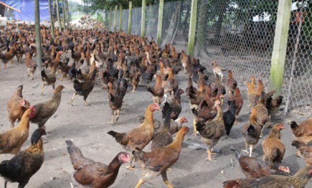 Universitas Muhammadiyah Makassar Akan Bangun Pembibitan Ayam Kampung